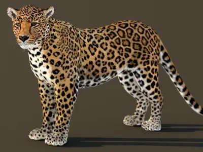  Leopard Animated 3D Model v1-3 