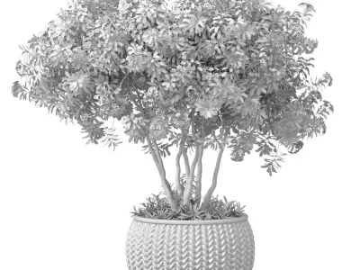 Decorative indoor Jacaranda tree with lilac flowers rattan pot 3D model