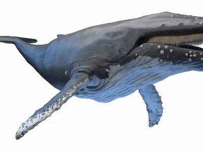  Humpback Whale Anatomy 