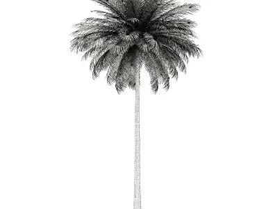 Coconut Palm Tree 3D Model 10m 3D model