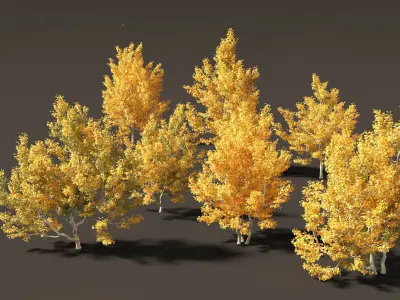 Acer campestre - Hedge maple 01 3D model