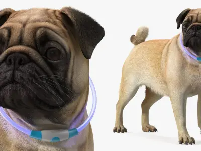  Pug Dog Wearing LED Collar Fur for Cinema 4D 