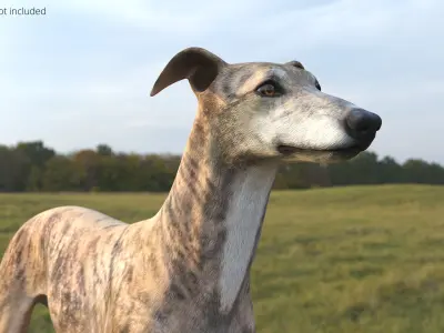  Greyhound Dog Male Brindle Rigged 