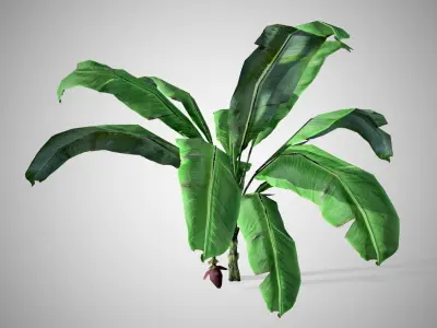 Banana Tree Low-poly 3D model
