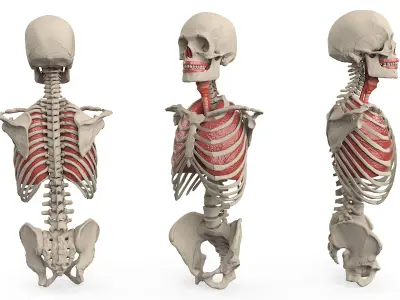  Skeleton Thorax Anatomy 