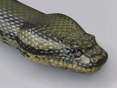  Green Anaconda - Rigged 