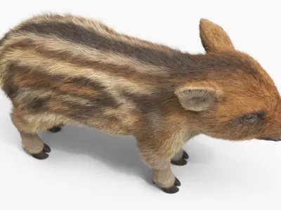  Wild Boar Piglet Striped Coloring Fur 