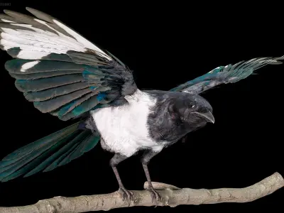  Eurasian Magpie Posed 8K PBR 