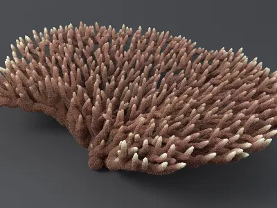  Corals Big Collection 