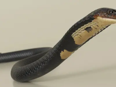  Dark Skin Cobra Crawling Animated Rigged for Cinema 4D 