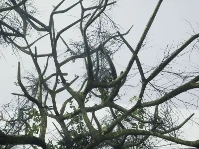 Tree Die Old Free low-poly 3D model