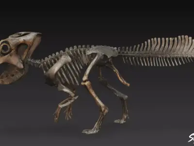Pachycephalosaurus fossil Low-poly 3D model