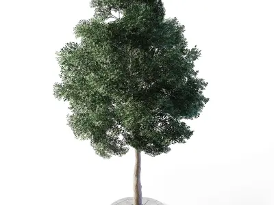 Small Leaved Lime Tree 4 Low-poly 3D model