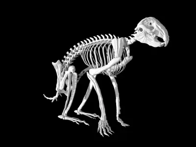  Animal and Bird and Dinosaur Skeletons huge collection 