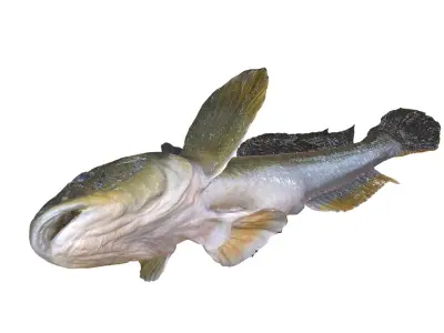  HAZEKUCHI GIANT GOBY ACANTHOGOBIUS 