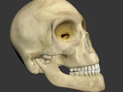 Human Skull 3D model