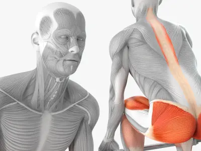  Male Muscular System Deadlift Anatomy 