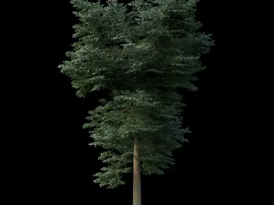Animated Tree Pack 3D model
