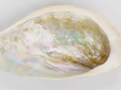 Shell V6 - Realistic Haliotis Tuberculata Seashell 3D model