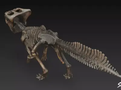 Pachycephalosaurus fossil Low-poly 3D model