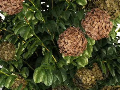 Green Hydrangea Bushes For Garden Landscaping 1187 3D model