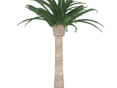 Pineapple Palm 3D model