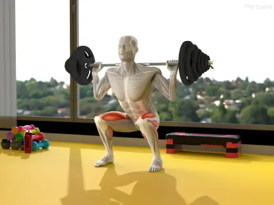  Anatomy Male Muscular System Squats Animated Rigged 