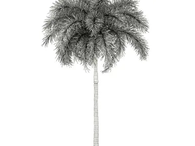 Foxtail Palm Tree 3D Model 7m 3D model