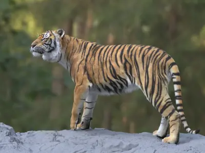  Tiger ANIMATED 