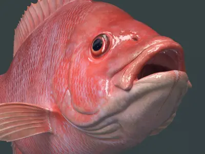  Campeche Red Snapper Rigged For Maya Animated Set 