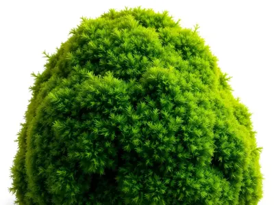 Lush Green Moss model pack Texture