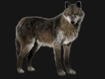  Wolf Fur Animated Rigged 3D 
