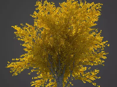 2021 PBR Katsura Tree Collection - Cercidiphyllum Japonicum 3D model