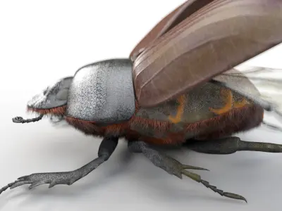  30 Insects Rigged Collection 