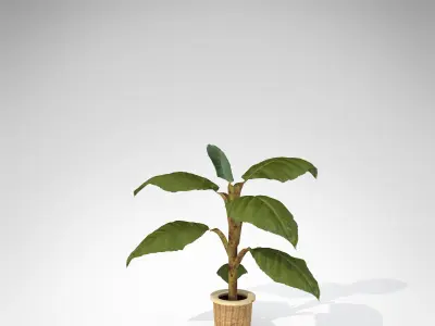 XfrogPlants Banana 3D model