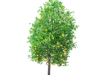 Grapefruit Tree with Fruits 3D model