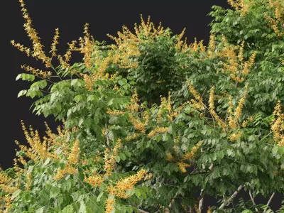 Highpoly - Low Poly - Koelreuteria paniculata - golden rain tree Low-poly 3D model