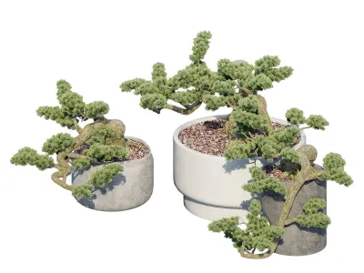 Bonsai three plants in pots 3D model