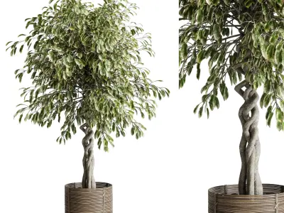 ficus benjamin in handmade wooden baskets - indoor plant set 440 3D model