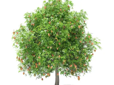Mango Tree with Fruits 3D model
