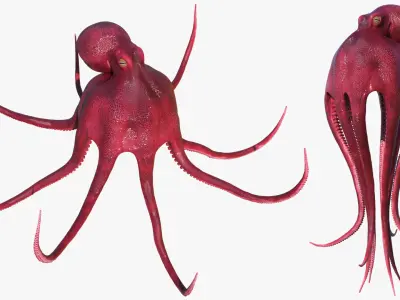  Octopus Vulgaris Rigged for Blender 