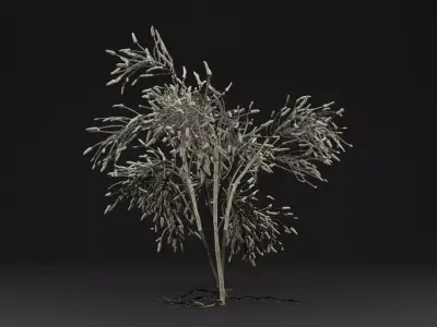 Gossypium Thurberi Plant 3D model