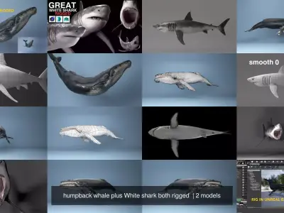 humpback whale plus White shark both rigged  3D Model Pack