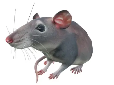 Rat rat rat 3D model