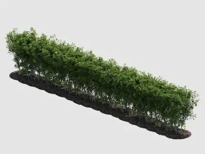 Hedge Bush 3D model