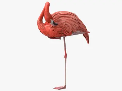  Walking Tropical Bird Flamingo Pink Animated Rigged for Blender 