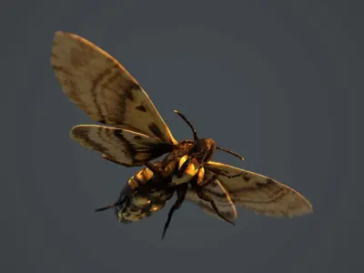 Acherontia Atropos Death Head Hawk Moth PBR 3D model