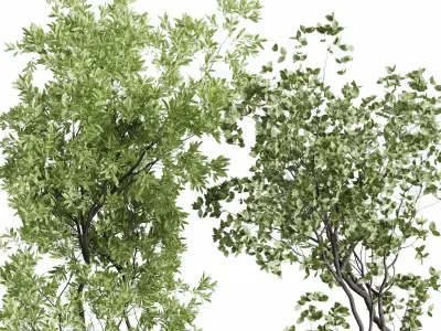 Tree in an Old Earthenware Vase Outdoor Collection 104 3D model