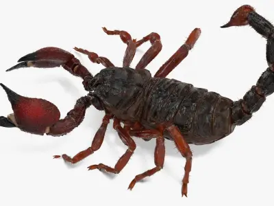  Realistic Scorpion Strikes Fur Animated Rigged for Cinema 4D 