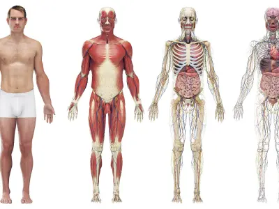  Complete Male and Female Anatomy Rigged Cinema Collection 